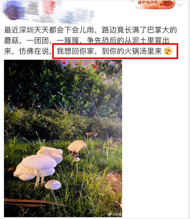 深圳市衛健委警告市民不要食用野生蘑菇。