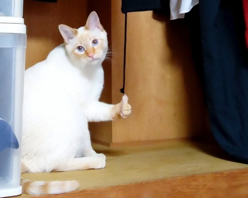 日本有家貓搗亂過後，竟做出「俾LIKE」動作，令人哭笑不得。（網圖）