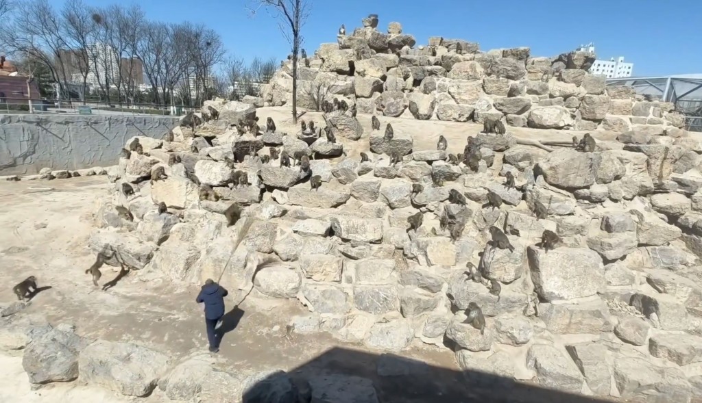 管理员要用大扫帚驱赶护尸猴群。微博