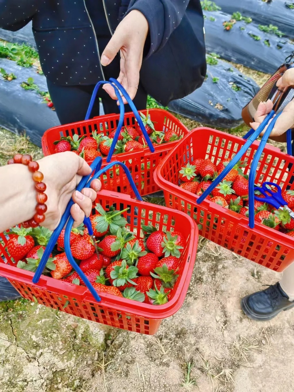 深圳士多啤梨園8.青姐草莓園（大江Camping@小紅書）