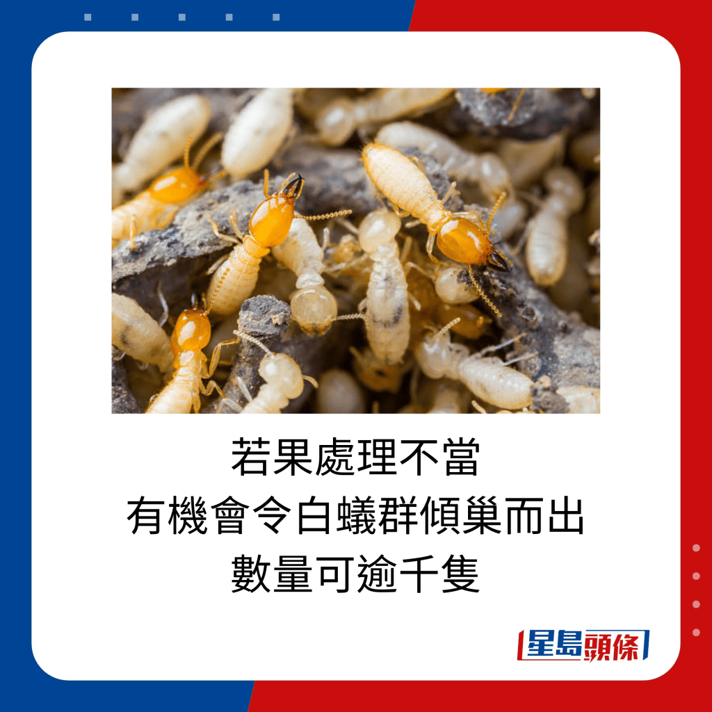 若果處理不當，有機會令白蟻群傾巢而出，數量可逾千隻。