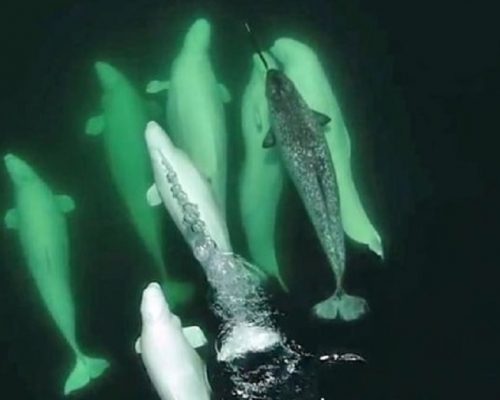 獨角鯨被拍得跟白鯨同游。(網圖)