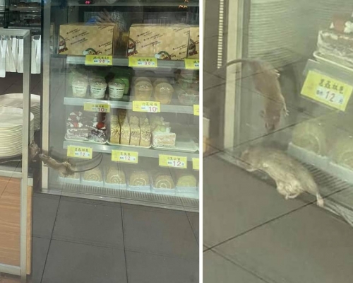 葵涌一間麵包舖淪為老鼠樂園。fb「香港突發事故報料區」圖片