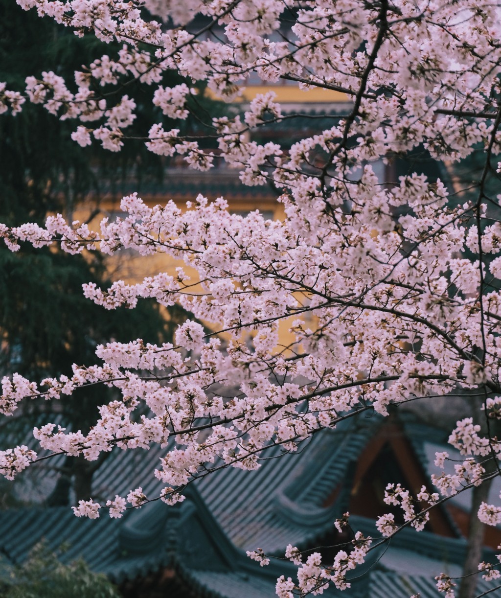 南京古雞鳴寺景區櫻花盛開。網圖