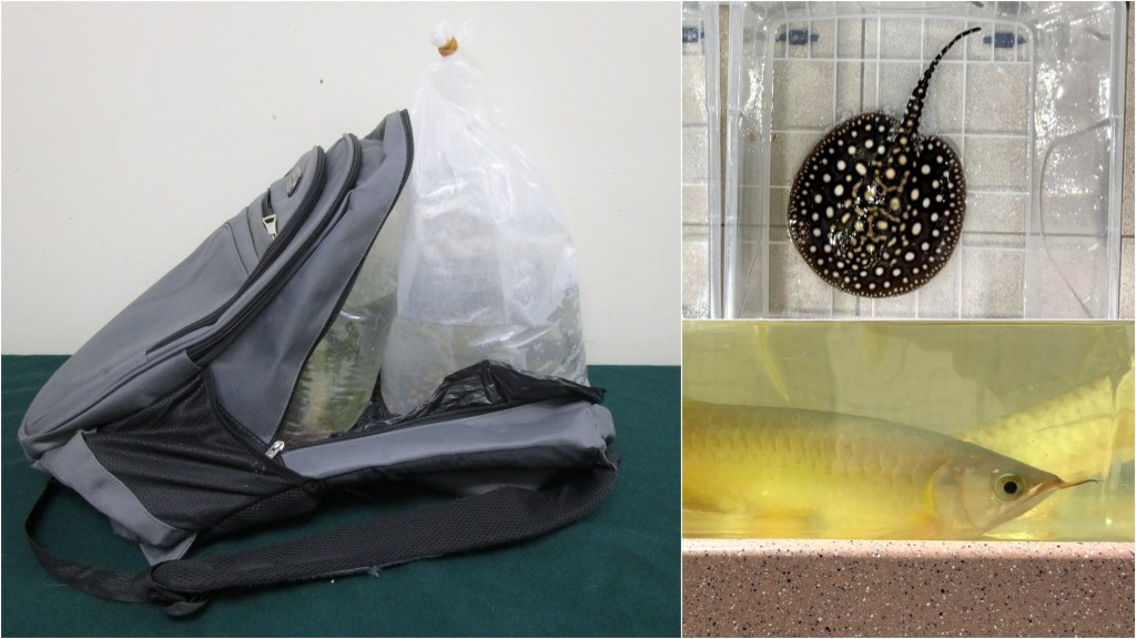 海關截落馬洲抵港婦 揭背囊藏走私龍吐珠及江魟