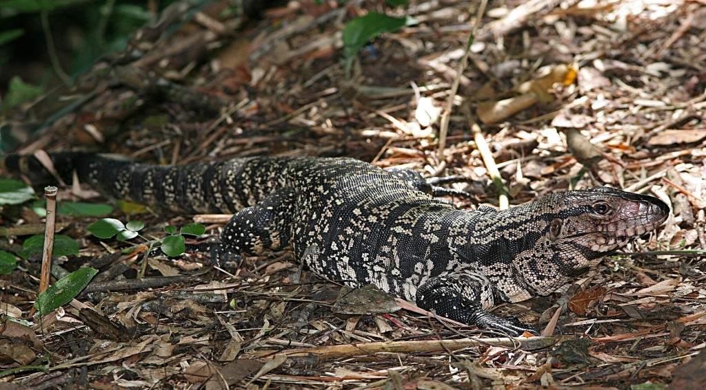 泰加蜥蜴可达一米长。资料图片 泰加蜥蜴可达一米长。资料图片