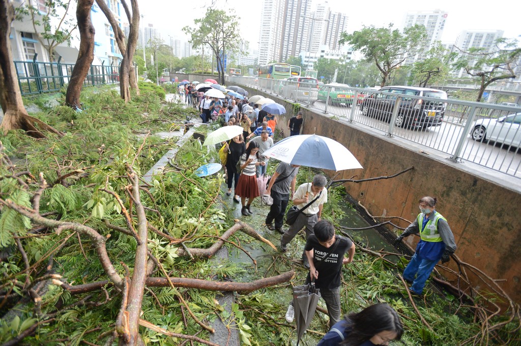 市民要跨過一棵又一棵的塌樹。資料圖片 市民要跨過一棵又一棵的塌樹。資料圖片