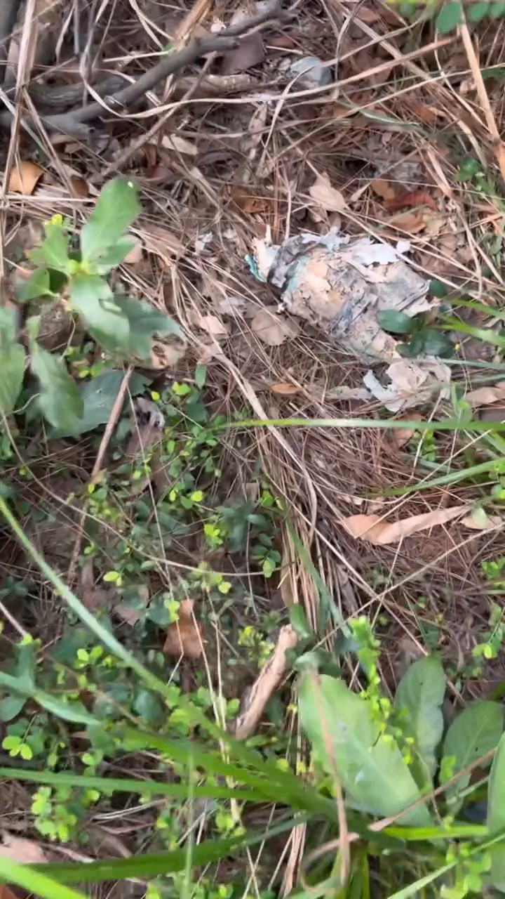 事主在草丛堆发现一把怀疑手枪。threads@the_night_spyder影片截图