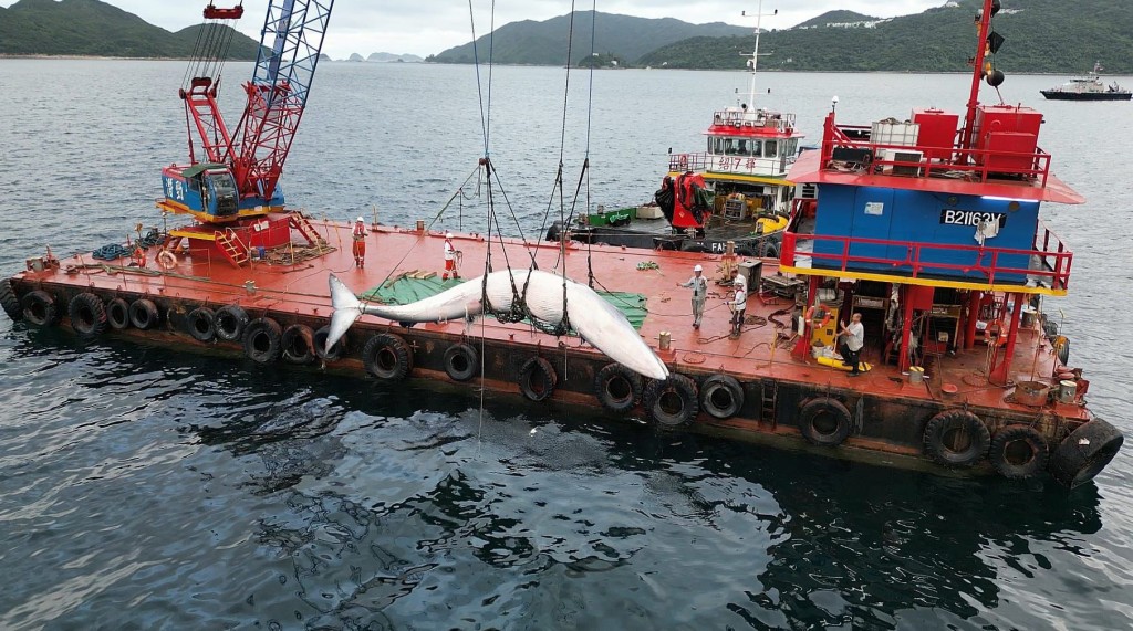 鲸尸被吊上趸船，准备载走。