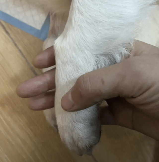 廣州近日頻發生寵物犬被毒案。（網絡圖片）