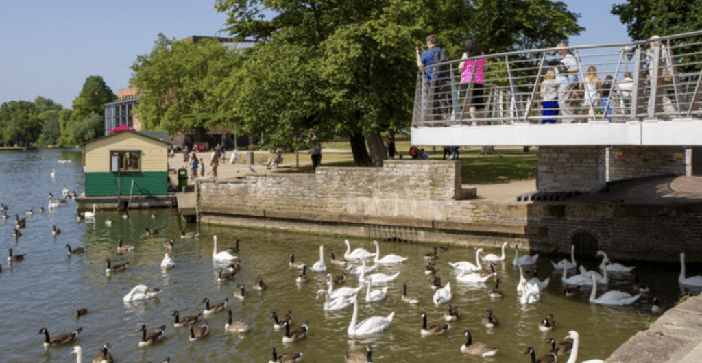 英國沃里克郡埃文河畔（Stratford-upon-Avon）有大量天鵝寄居。Alamy