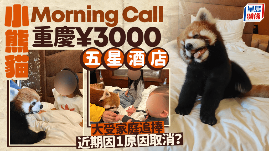 小熊貓Morning Call？動物與兒童互動惹議，重慶五星酒店遭查。