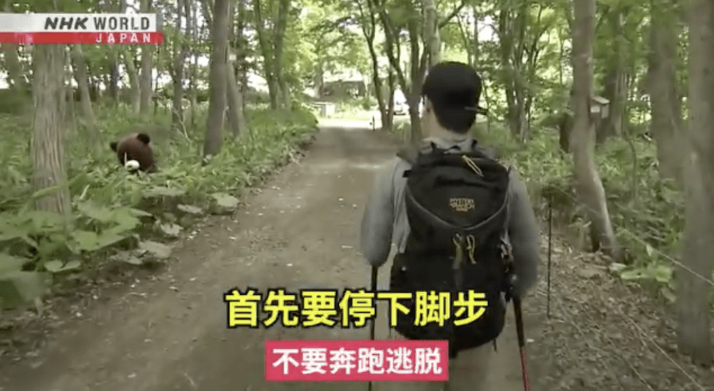 為應對日益嚴峻的熊患,NHK特別製作中文字幕的自保教學影片,教導市民及遊客在郊區或賞楓季出遊時如何應變。 為應對日益嚴峻的熊患,NHK特別製作中文字幕的自保教學影片,教導市民及遊客在郊區或賞楓季出遊時如何應變。