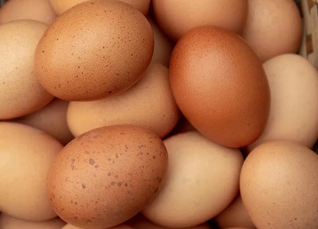 從雞隻或受精卵抽取優質活細胞