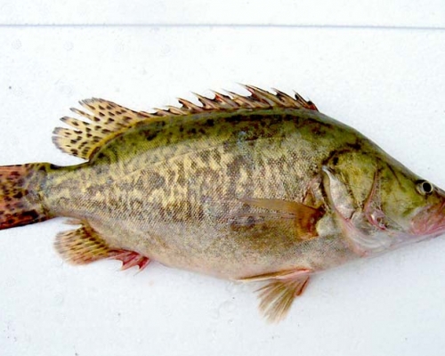 桂花魚。網圖