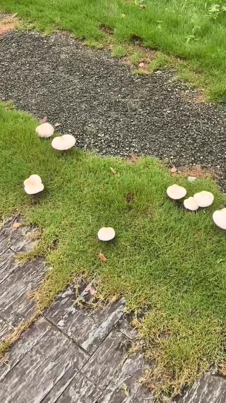 上海雨後湧現野菇。 抖音 上海雨後湧現野菇。 抖音