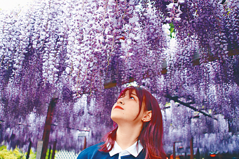 ●春日的新潟百花齊放，紫藤花與鬱金香等盛放的花卉，便會營造出一幅幅漂亮的春日風景畫。