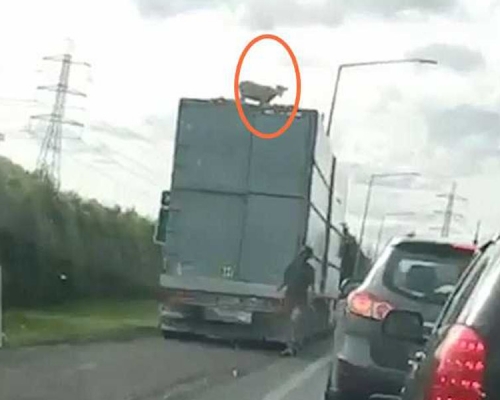 纽西兰一条高速公路上，发现一只绵羊爬上疾驶的货车顶部，好像在「玩冲浪」，令目击者都捏一把冷汗。(网图)