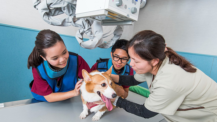 檢測將於城大動物醫療中心進行,由該中心及賽馬會動物醫學及生命科學院經專業訓練的職員採集樣本,並送往城大動物醫療檢驗中心。
