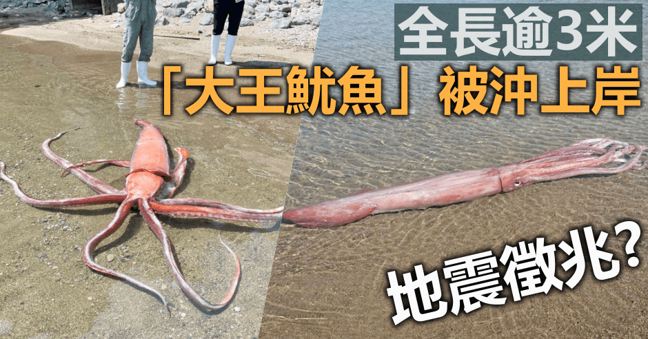 日本海灘驚現一條逾3米長「大王魷魚」被沖上岸。網圖