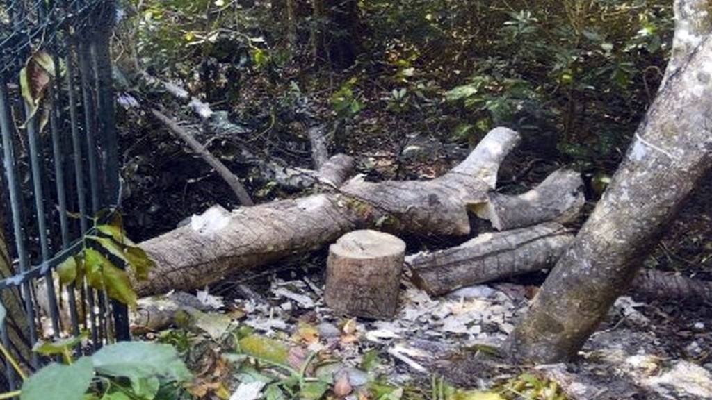 南丫島土沉香樹被非法砍伐情況嚴重。