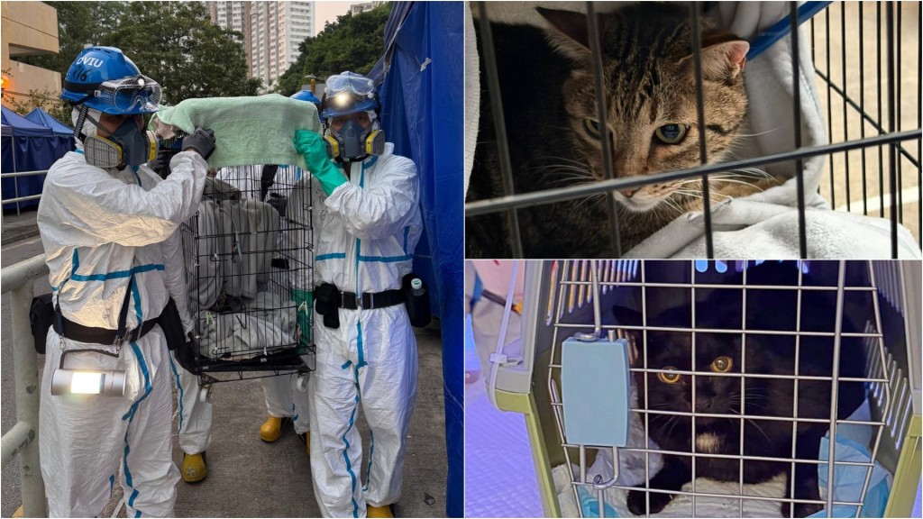 大埔宏福苑五級火｜災後第8日DVIU再入屋搜索 救出兩貓咪等多隻生還動物