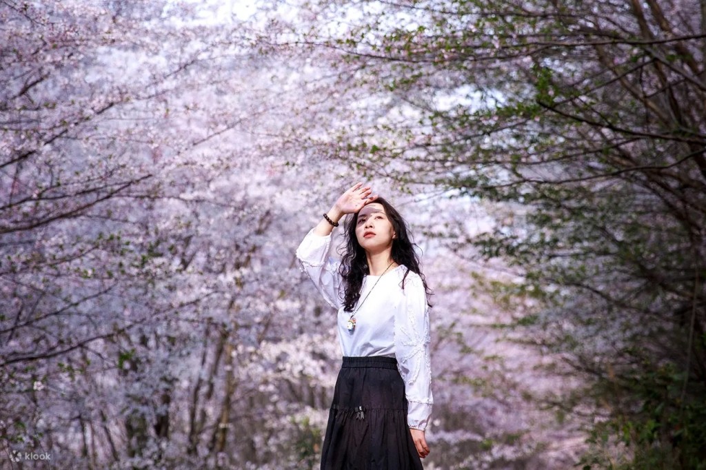 可野餐或漫步花间小径、茶园栈道，感受微风吹落的樱花雨。