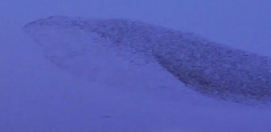 山东数十万候鸟齐飞,组成一幅「巨鲸」壮丽画面。微博@人民日报 山东数十万候鸟齐飞,组成一幅「巨鲸」壮丽画面。微博@人民日报