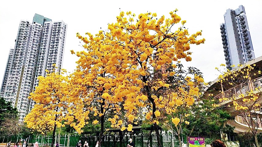 讀者Kwok Shun Nok提供