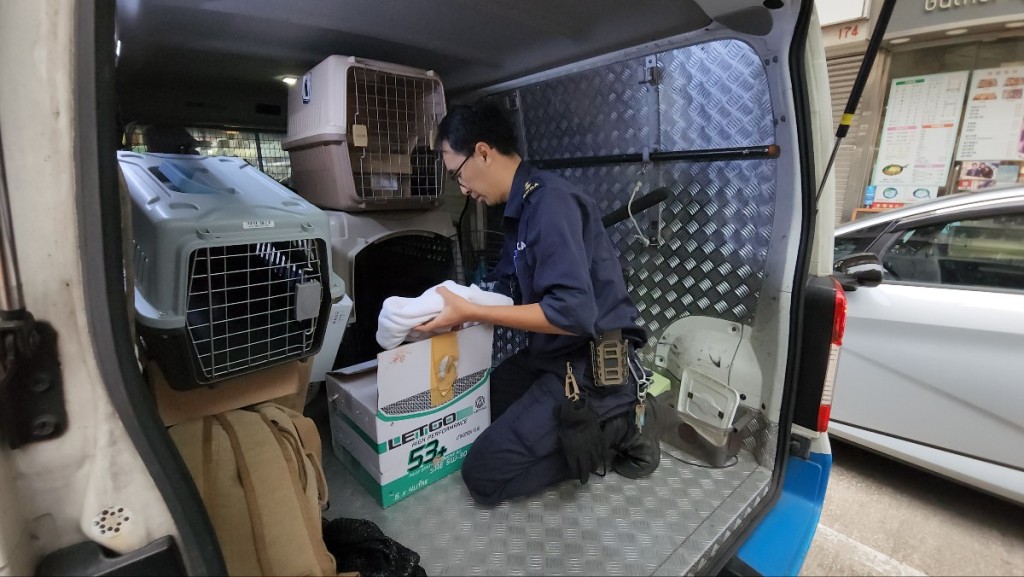 愛協到場將貓貓帶走。黃文威攝 愛協到場將貓貓帶走。黃文威攝