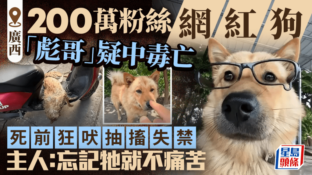 「彪哥」疑中毒亡｜200萬粉絲網紅狗死前狂吠抽搐失禁 主人痛哭報警求徹查