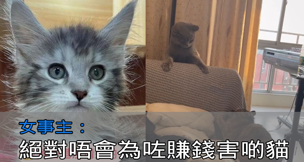 有女網民聲稱可以從內地代購寵物貓。（網上圖片）