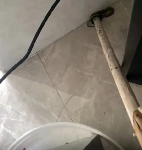 廣東小區頻繁蛇出沒。 廣東小區頻繁蛇出沒。