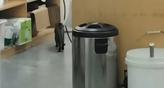湖北有食店用被貓咪啃吃過的肉餡製作包子，被質疑不衞生。新京報