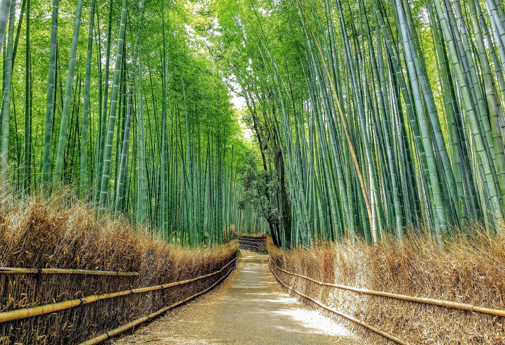 京都嵐山竹林小徑附近驚見熊出沒。維基網站