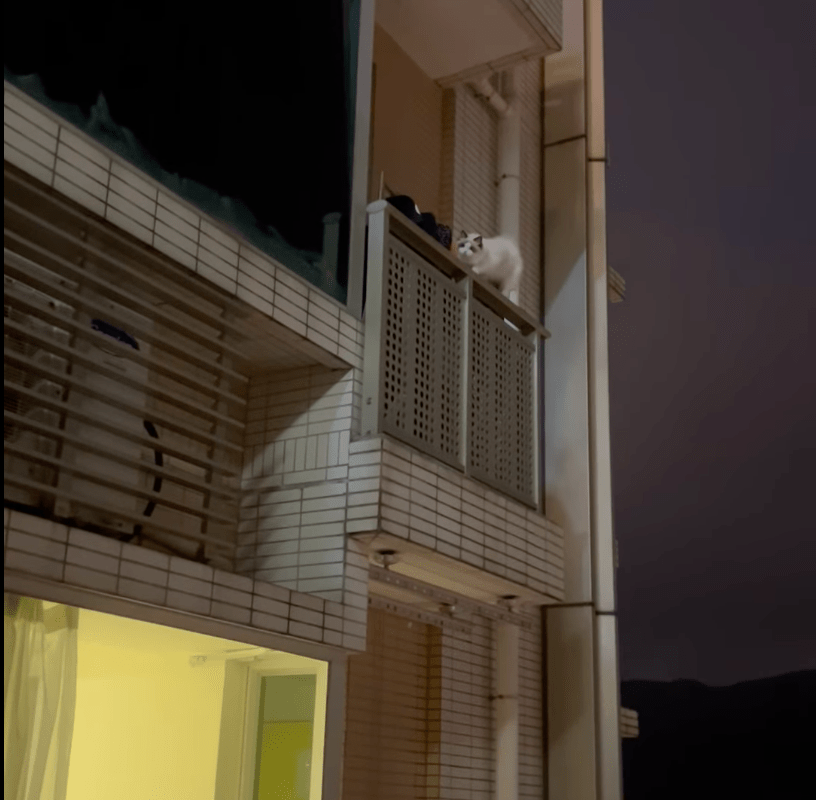寵物貓在露台欄杆上徘徊。網上片段截圖