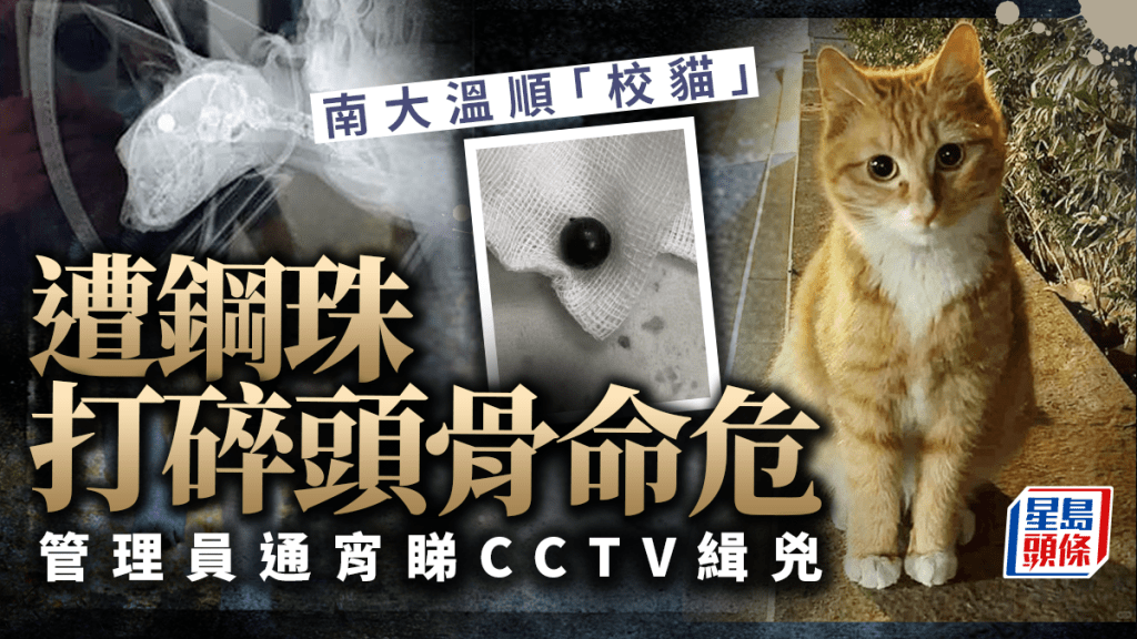 南大可愛校貓遭神秘人伏擊 鋼珠打碎頭骨命懸一線