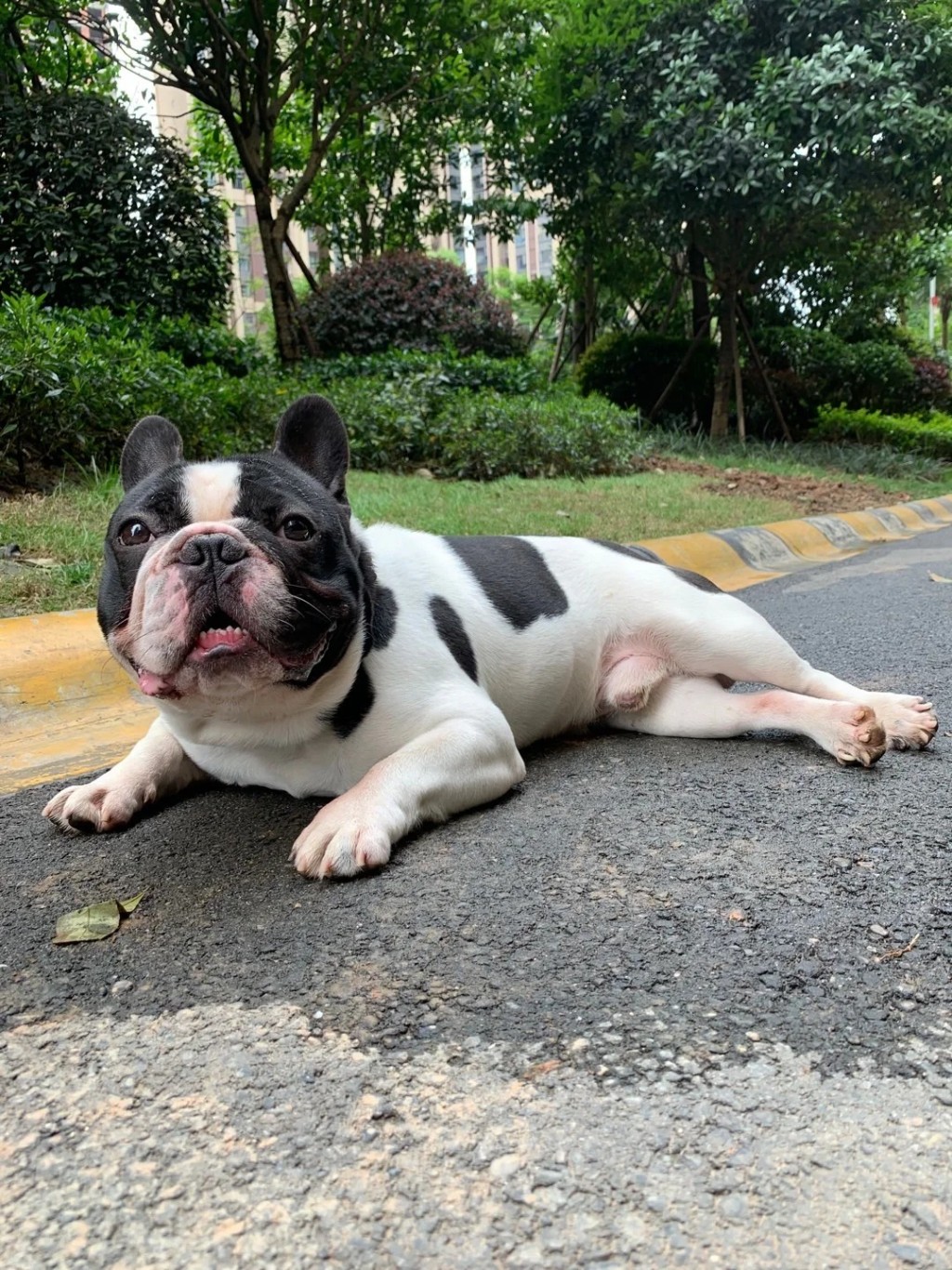 被告強逼害人與其所飼養的法國鬥牛犬性交。示意圖。網圖