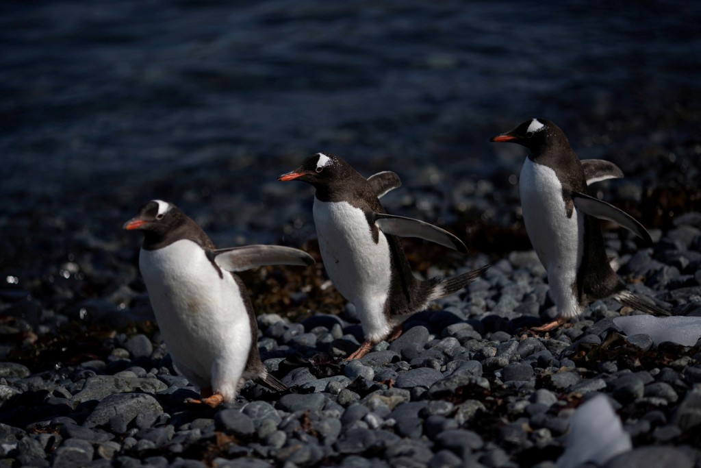 南极州数十万只企鹅形成紧密的栖息地。路透社