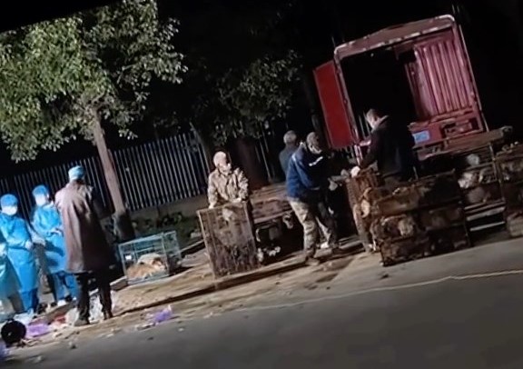 載有大批來歷不明狗隻的貨車被截下。微博