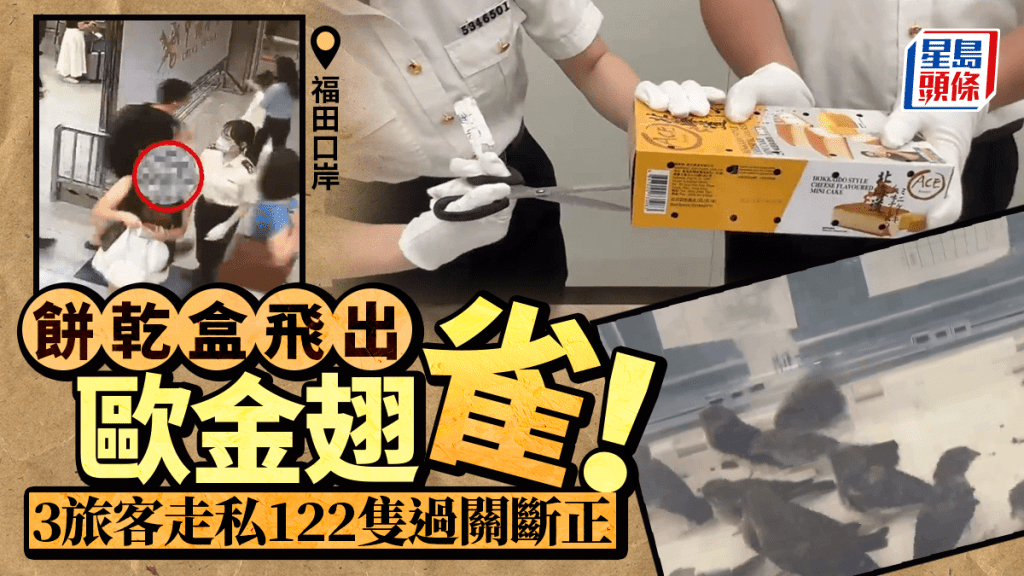 餅乾盒飛出歐金翅雀 3旅客走私122隻闖關斷正