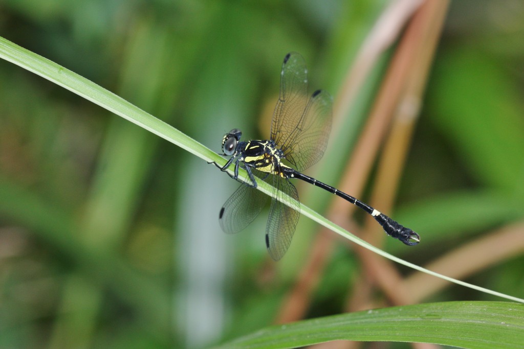 广东弯尾春蜓。绿色力量图片
