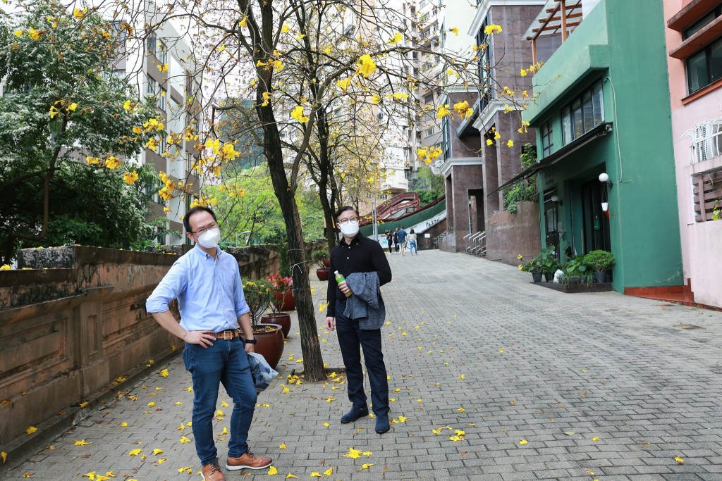 二人经过上环的儒林台准备追花打卡，可惜黄花风铃木已经凋落。