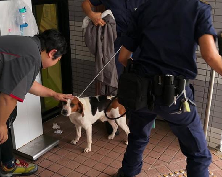 比高犬走到在威院眼科專科的門外避雨。faceook
