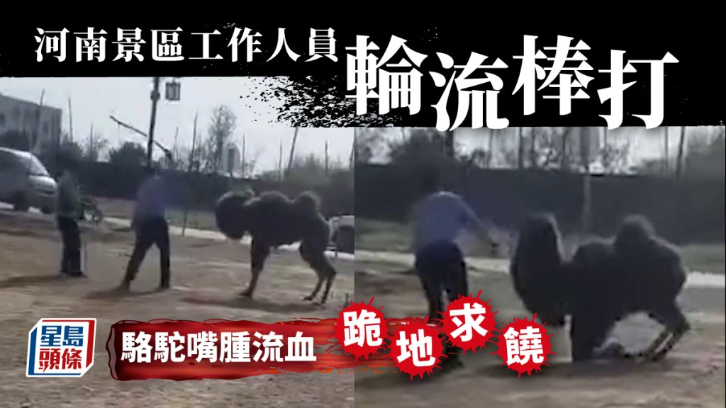河南景區駱駝被兩男輪番棒打「跪地求饒」 目擊者:被打致嘴腫流血很心痛