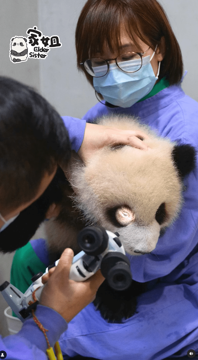 家姐第三眼皮結膜傷口亦會自然癒合。海洋公園IＧ影片截圖