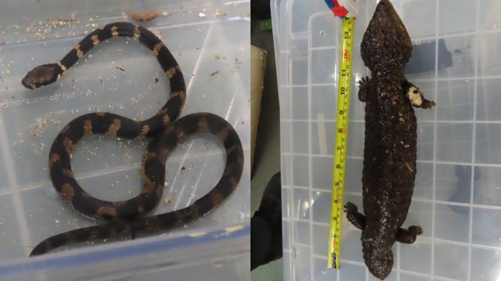 海關截查澳洲空運抵港貨物 零食罐內發現8活蜥蜴24活蛇