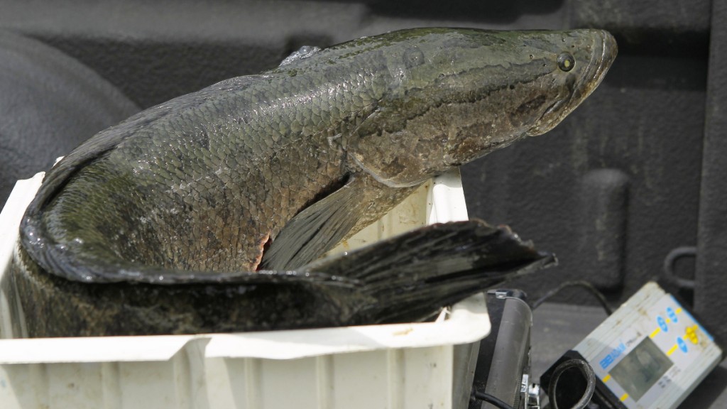 美國密蘇里州早前發現生命力極強的「蛇頭魚」。(路透社)