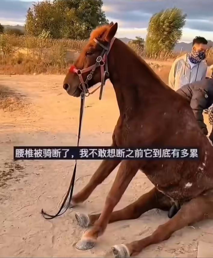 國慶景區疑遊客太多，傳小馬遭坐斷腰椎失救亡。