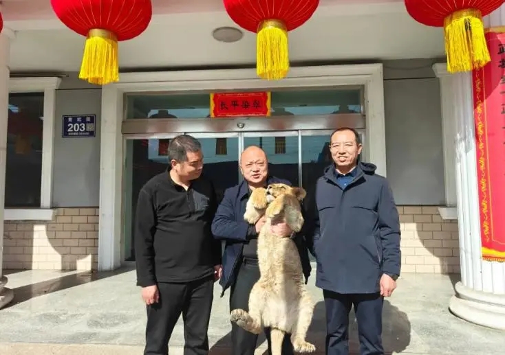 高平市林業局在晉城市規劃和自然資源局現場監督下，將非洲獅正式移交所屬公司。 晉城自然資源局